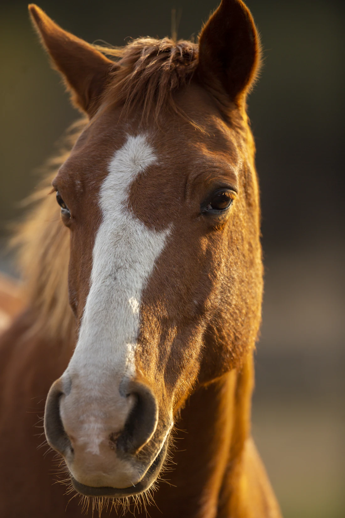 Close-up of a chestnut horse with a white blaze