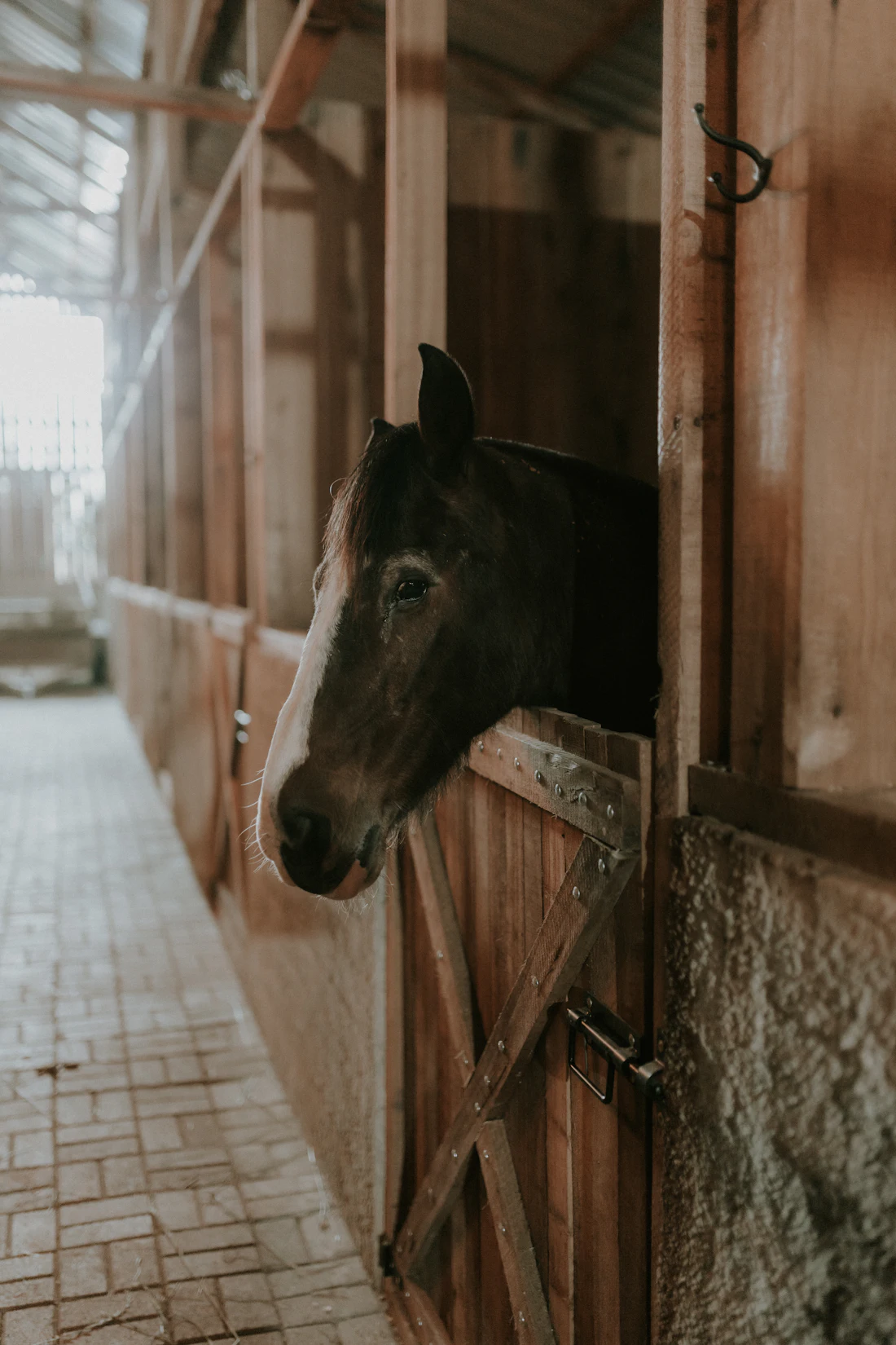 A horse looking out over its stable door