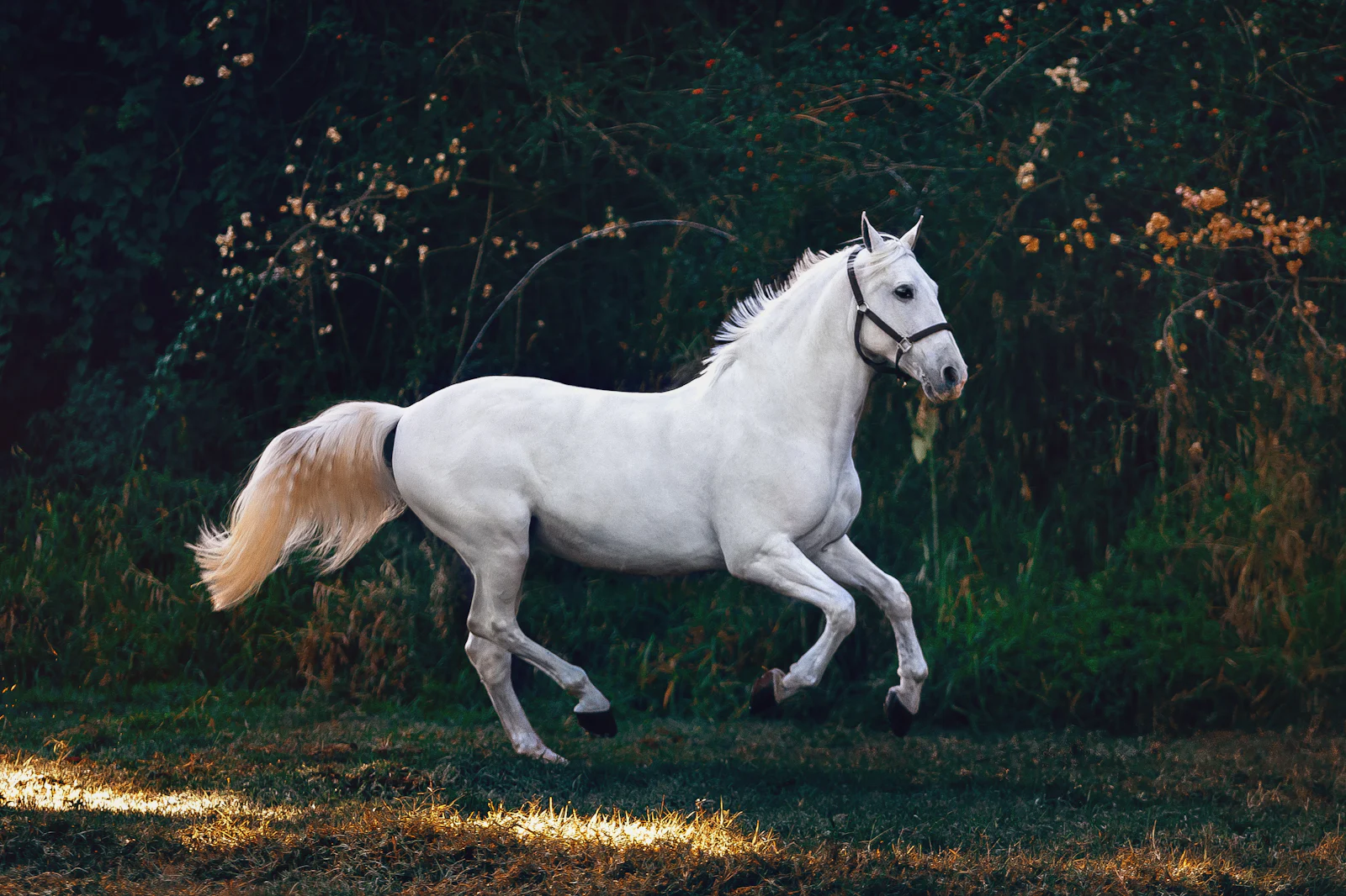 A white horse cantering across a field