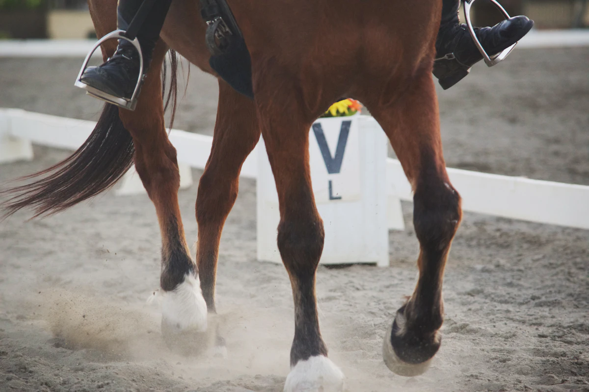 A horse moving past the V marker on the dressage arena boards
