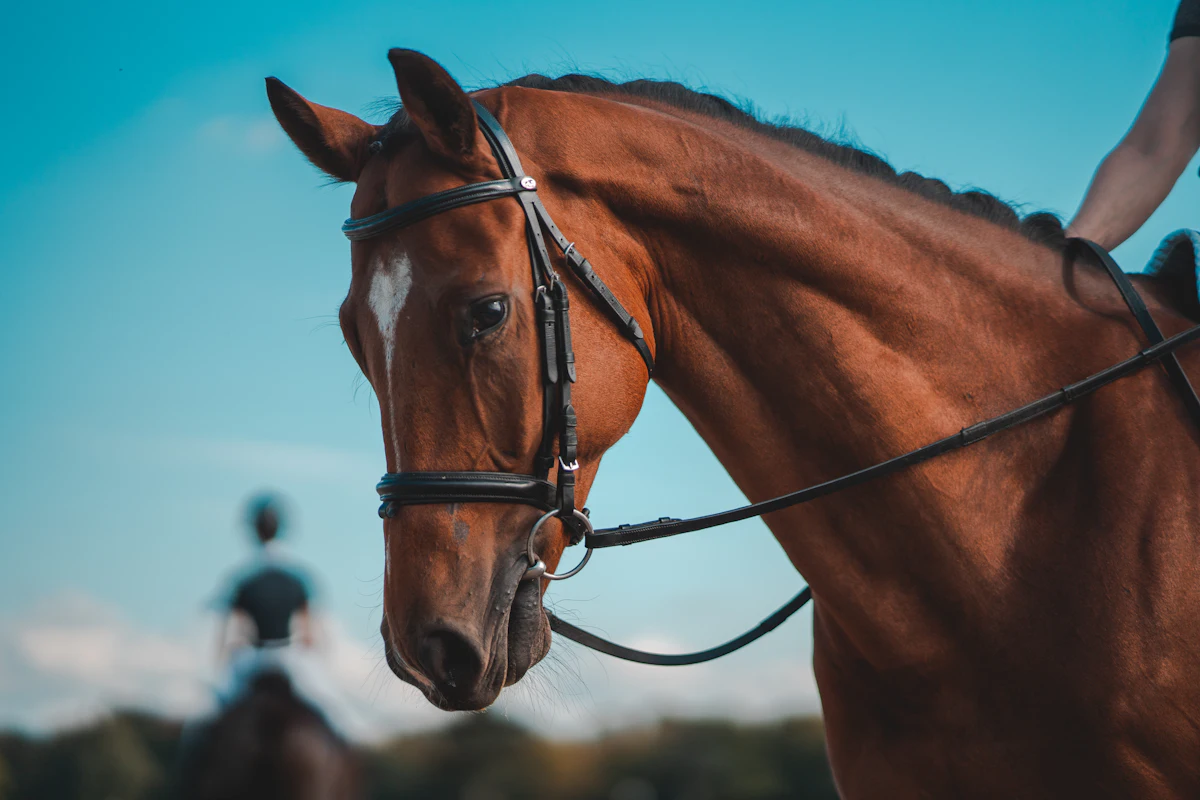 Head of a chestnut horse in a full bridle