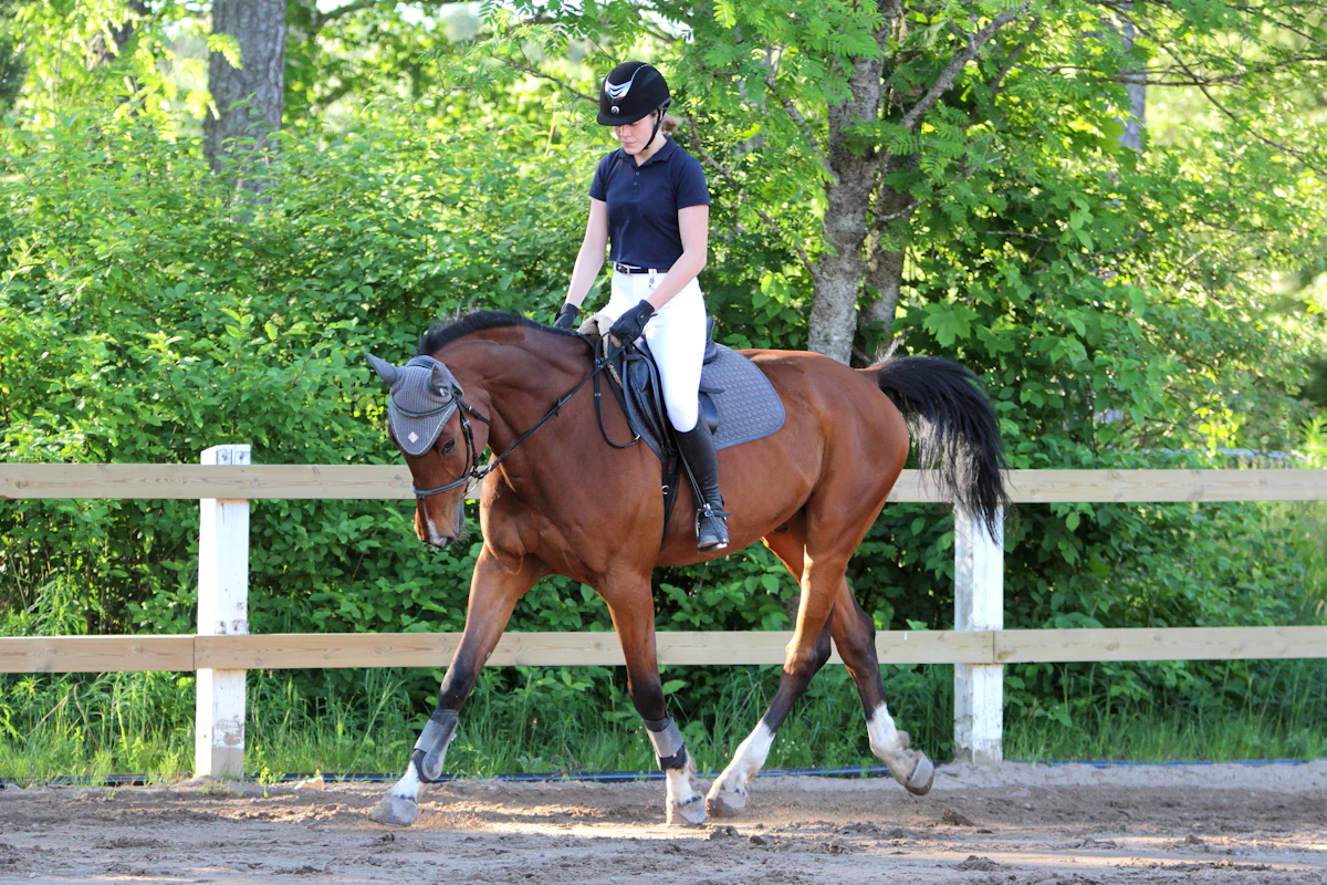 A rider in a helmet walking a bay horse in an outdoor arena