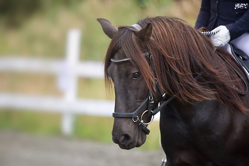 A calm dark horse in a leather bridle